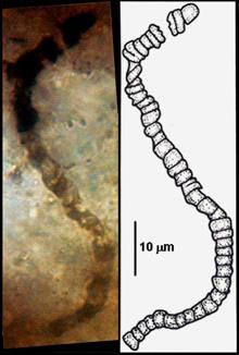 Uno de los microfósiles descubierto en una muestra de roca recuperada de Apex Chert