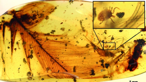 Encontrada en España la garrapata más antigua del mundo