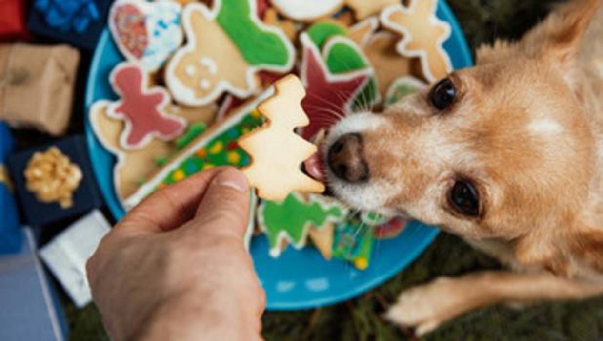 Un perro devora unas galletas navideñas