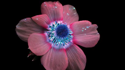 Una flor de anémona en el rango del ultravioleta