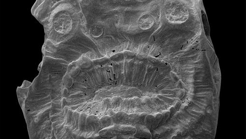 Aspecto del deuteróstomo más antiguo conocido, con 529 millones de años