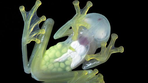 Los huevos se observan dentro del cuerpo de una rana de cristal