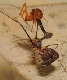 La araña pelícano cuelga a su víctima, otra especie de araña, de sus «mandíbulas»
