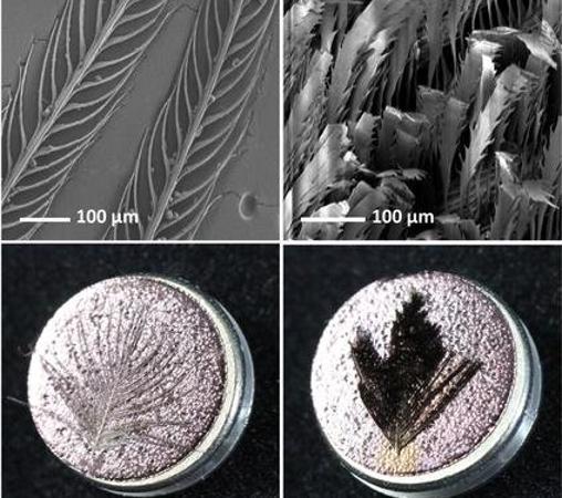 Las plumas super negras (derecha), con sus bárbulas modificadas (arriba a la derecha), se ven negras aunque encima se rocíe una capa de oro. Esto no ocurre con las plumas «normales» (izquierda)