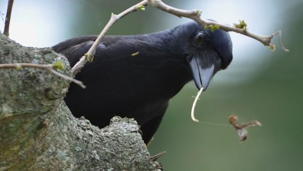 El pájaro más listo que el hambre
