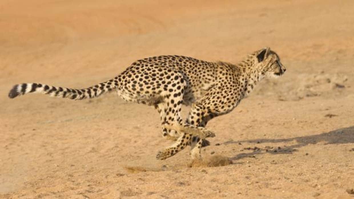 Un guepardo en plena carrera