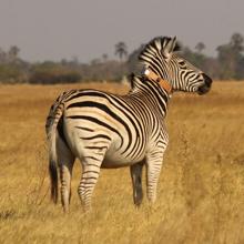 Una cebra con el collar de seguimiento