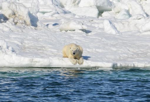 Un oso polar descansando sobre el hielo