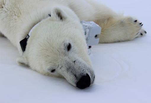 Confirmado: Los osos polares se están consumiendo