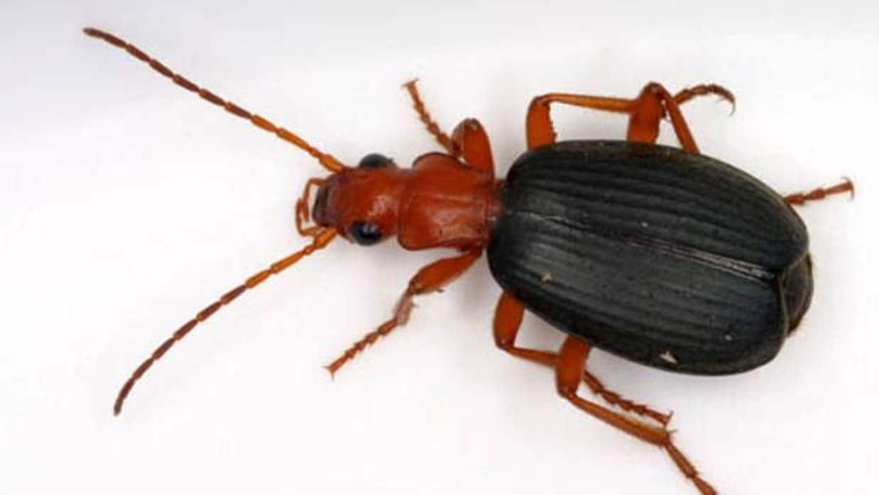 Los escarabajos bombarderos producen un ataque químico capaz de hacer vomitar a un sapo