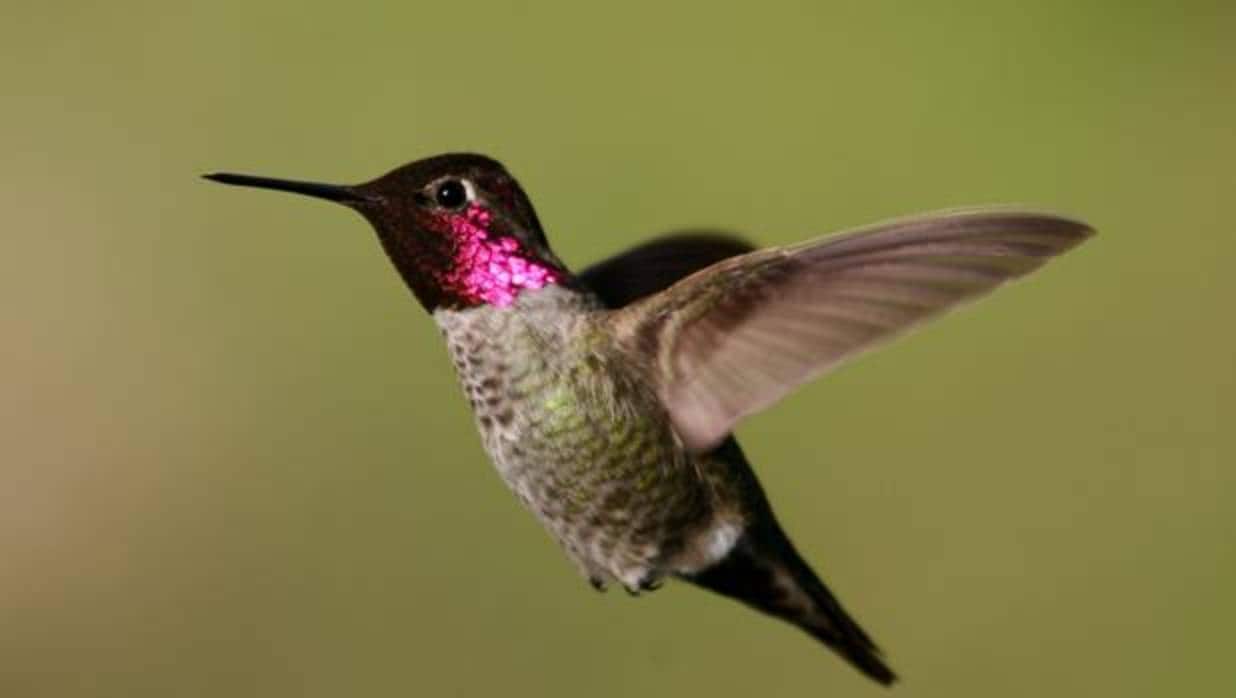 Estudiaron las maniobras del vuelo de más de 200 colibríes de 25 especies. En la imagen, un colibrí de Ana («Calypte anna»)