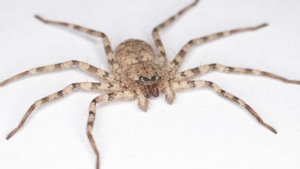 Esta araña tiene el giro más rápido del planeta: tres veces en un parpadeo humano