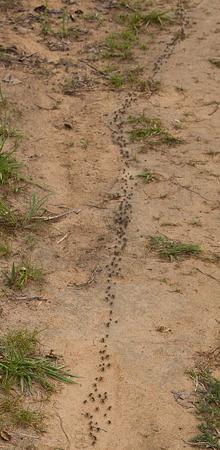 «Partida de guerra» de hormigas matabele