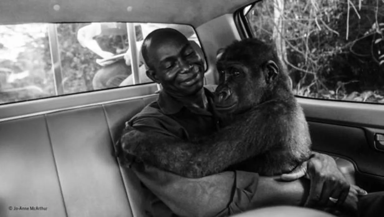 La gorila «Pikin» abraza a su cuidador