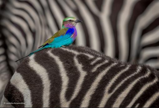 El conmovedor abrazo de una gorila a su rescatador, mejor foto de naturaleza del año
