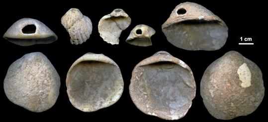 Las conchas perforadas se encuentran en los sedimentos de la Cueva de los Aviones y datan de entre 115.000 y 120.0000 años
