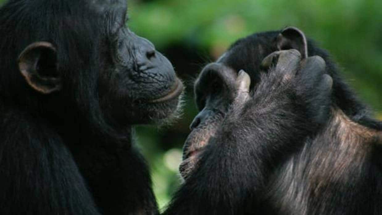 Los chimpancés y los bonobos usan gestos para iniciar y cambiar de posición durante el aseo