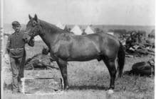 Comanche, el único caballo del destacamiento de Custer que sobrevivió