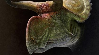 Cabeza de un Nasutoceratops