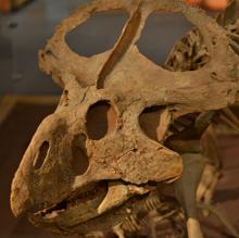 Protoceratops en el Museo Horniman, Londres