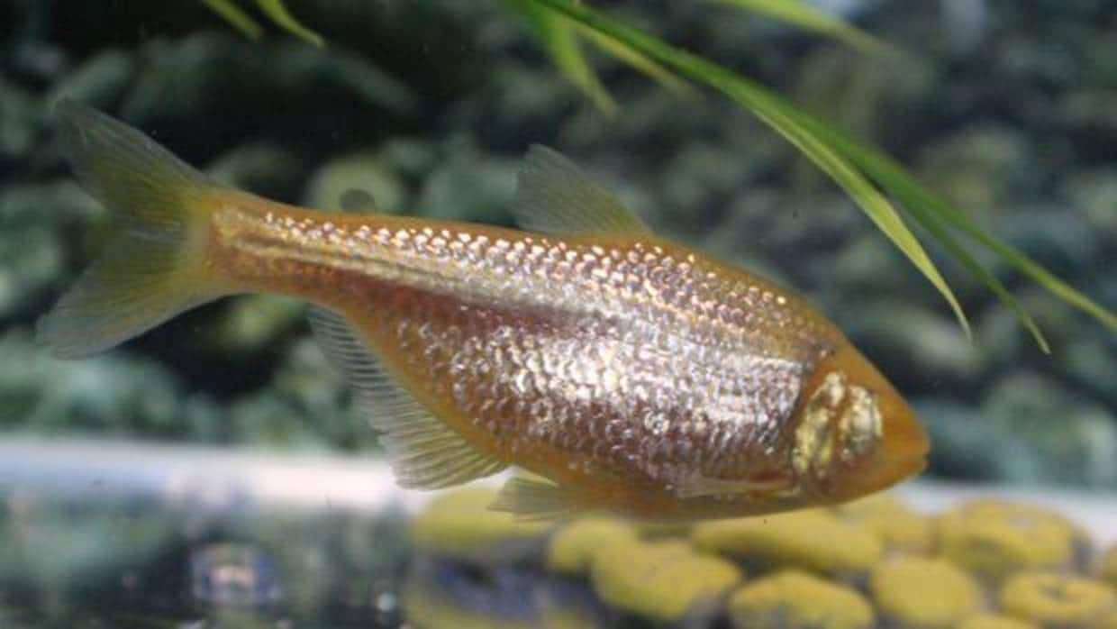 El pez tetra mexicano ciego («Astyanax mexicanus»)