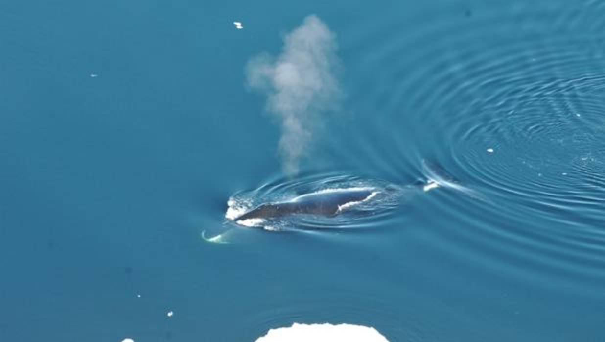 Vídeo: El diverso repertorio vocal de la ballena boreal / Foto: Una ballena de Groenlandia emerge en el estrecho de Fram, al noroeste de Noruega