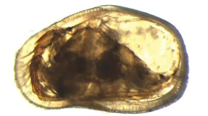 Hembra (izquierda) y macho (abajo) del ostrácodo Cypideis salebrosa. El caparazón masculino es más alargado que el de la hembra. Se cree que esto refleja la necesidad de acomodar los grandes genitales masculinos (resaltados en azul)