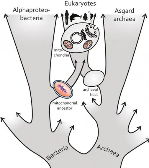 Mitocondrias y alfaproteobacterias tuvieron un ancestro muy importante en la aparición de los seres vivos complejos