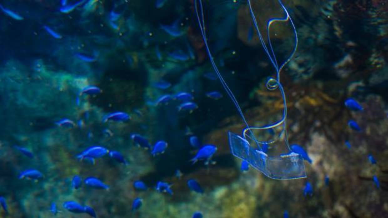 El robot, durante unas pruebas en el acuario Birch, en San Diego (EE.UU.)