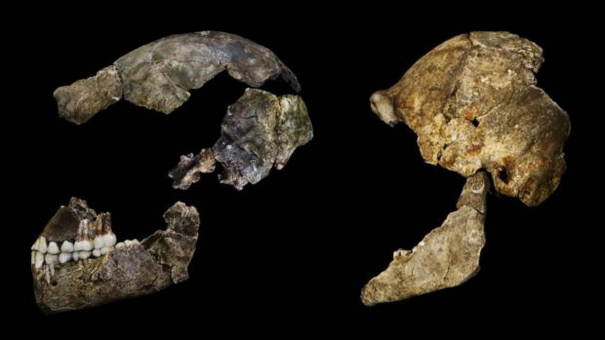 El cerebro del Homo naledi era diminuto pero tenía algunas características sorprendentemente humanas