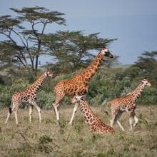 Un grupo de jirafas en Kenia