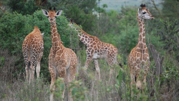 Las jirafas vuelven a sorprender a los científicos