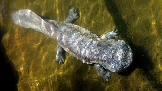 salamandra gigante planeta tierra