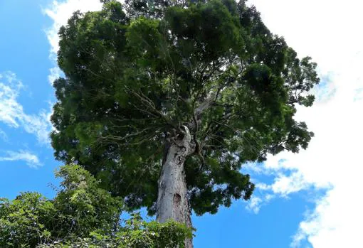 Dinizia jueirana-facao. Un árbol de 40 metros. Brasil