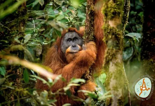 Pongo tapanuliensis. Una nueva subespecie de orangután. Sumatra (Indonesia)