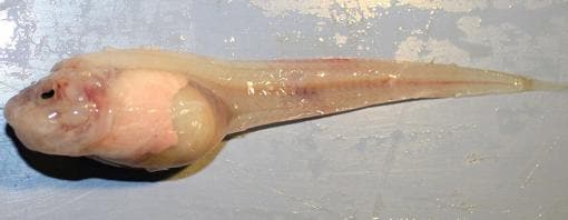 Pseudoliparis swirei. Un pez baboso a 8.000 metros de profundidad. Fosa de las Marianas