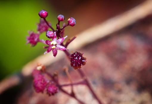 Sciaphila sugimoto. Planta heterótrofa, que se alimenta a partir de otros organismos, Isla Ishigaki (Japón)