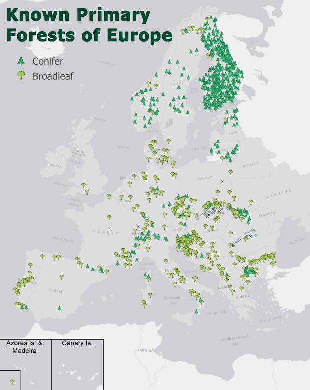 Estos son los últimos bosques vírgenes que aún persisten en Europa