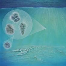 Especies de plancton halladas en el cráter (arriba a la izquierda) y un alga (abajo a la izquierda). Abajo, los restos de un mosasaurio