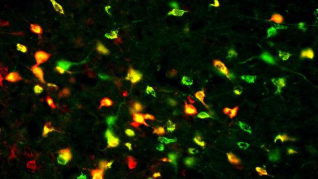 Comunicación entre células marcadas por fluorescencia
