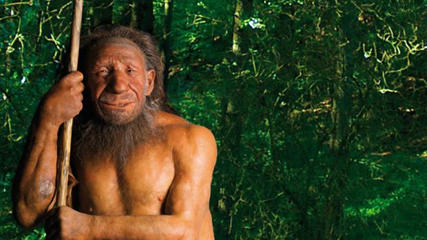 Crean «minicerebros» de neandertal en el laboratorio