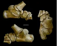 El pie de la pequeña australopiteca, visto desde diferentes ángulos