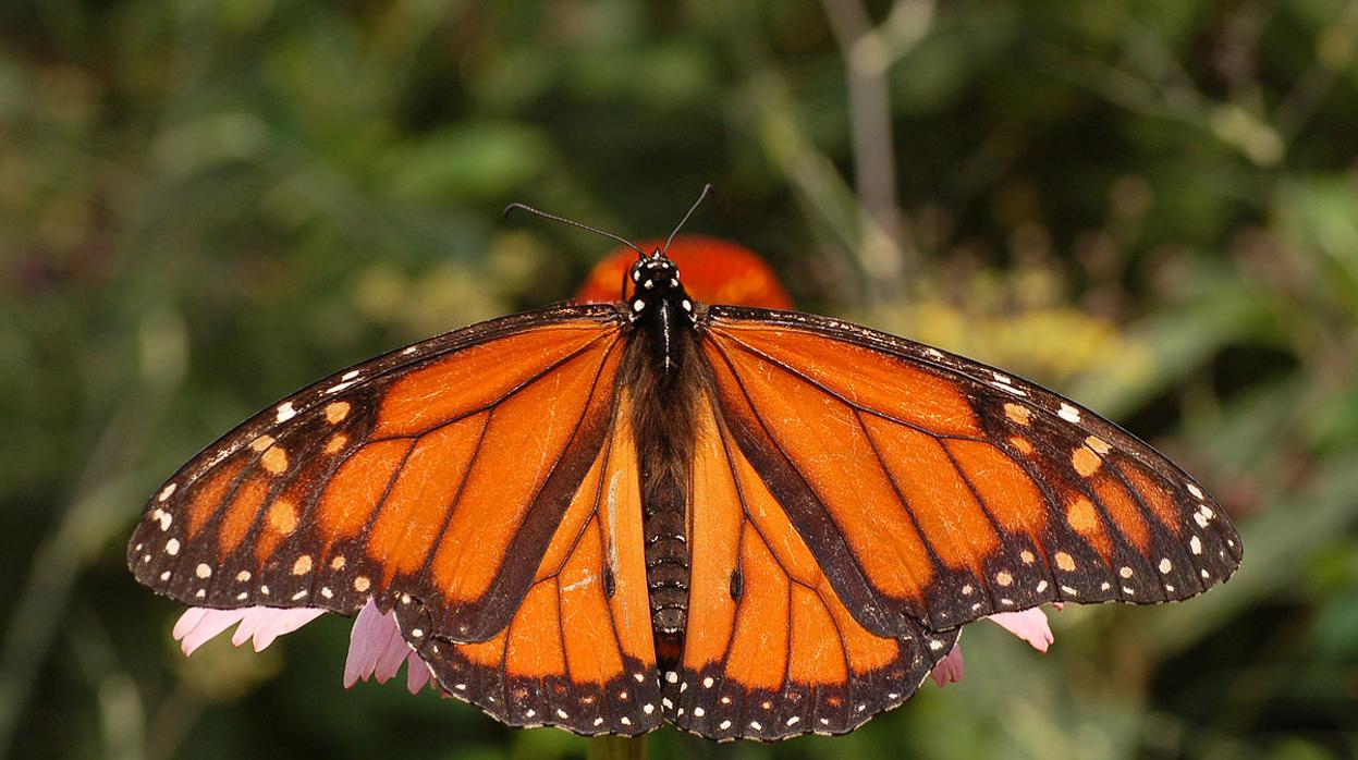 Las mariposas monarca tienen unos colores muy vistosos que avisan de su toxicidad a los depredadores