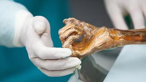 Diez impresionantes descubrimientos sobre Ötzi, el «hombre de hielo»