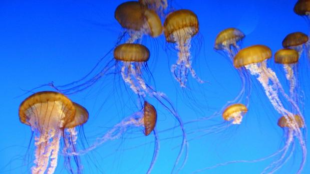 El agua del mar está llena de esperma de medusas