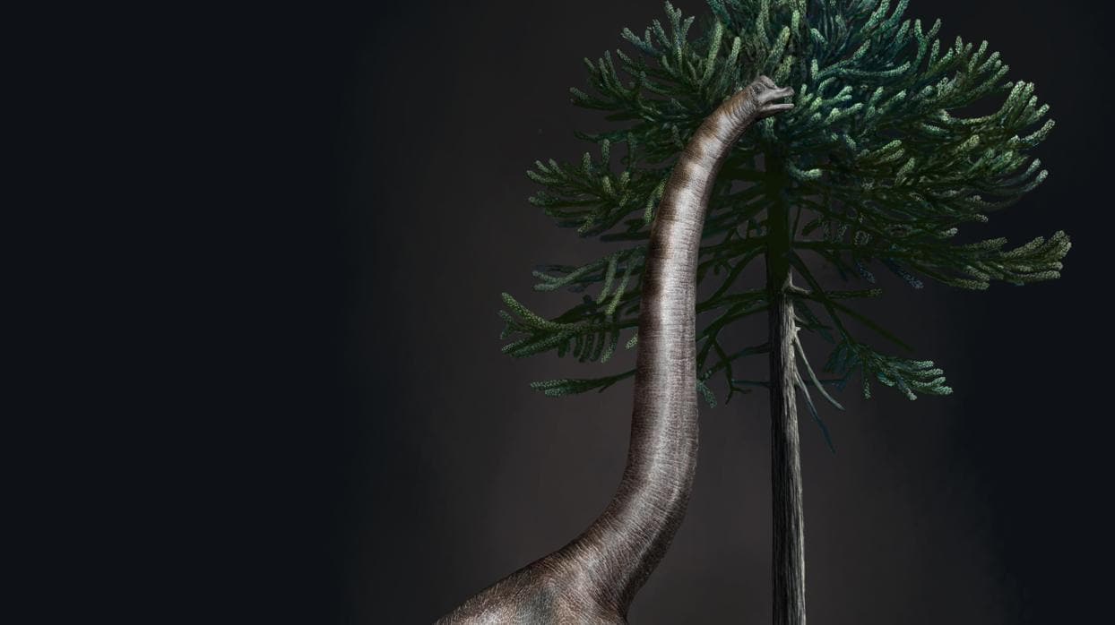 Representación de «Bigfoot», un saurópodo, como los diplodocus, que vivió en América del Norte