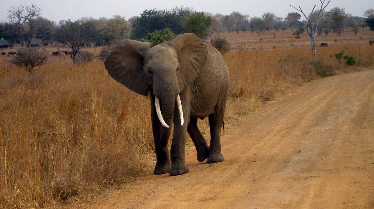 Un elefante africano en Tanzania