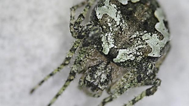 Descubren una araña «española» que se esconde en los líquenes