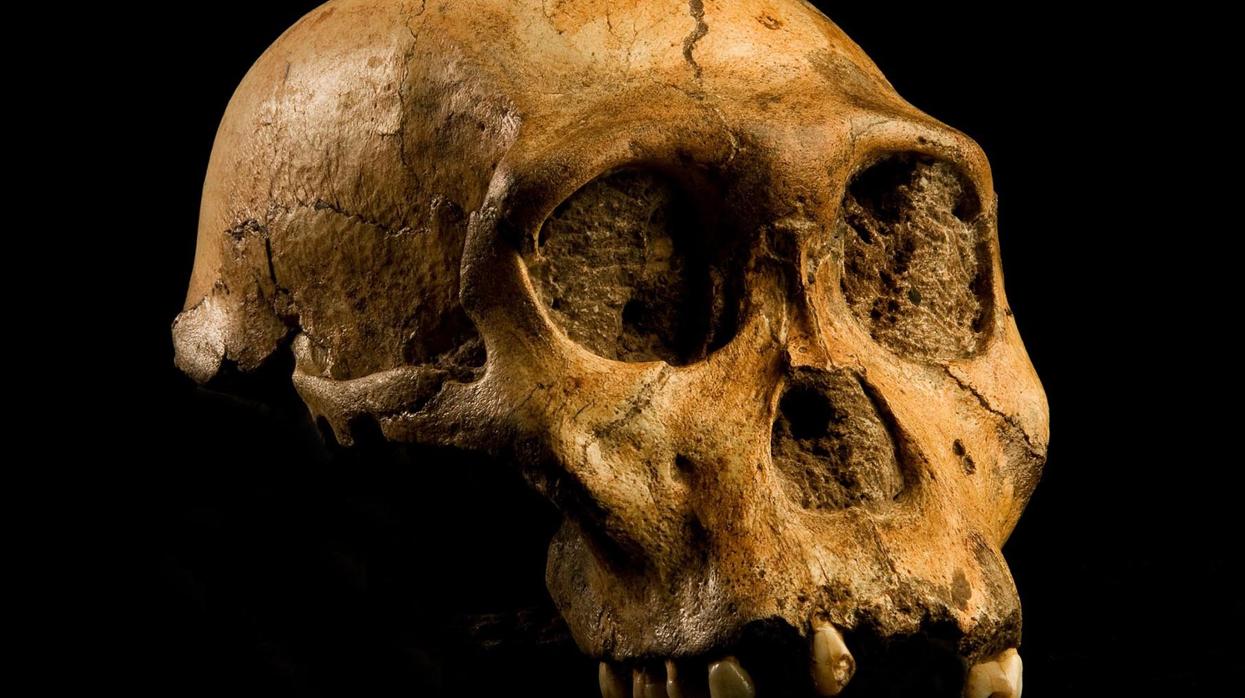 Cráneo de la especie «Australopithecus sediba». Los australopitecinos fueron los primeros primates en los que el tamaño cerebral se disparó