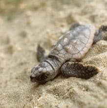 Una cría de tortuga boba en su viaje hacia el mar